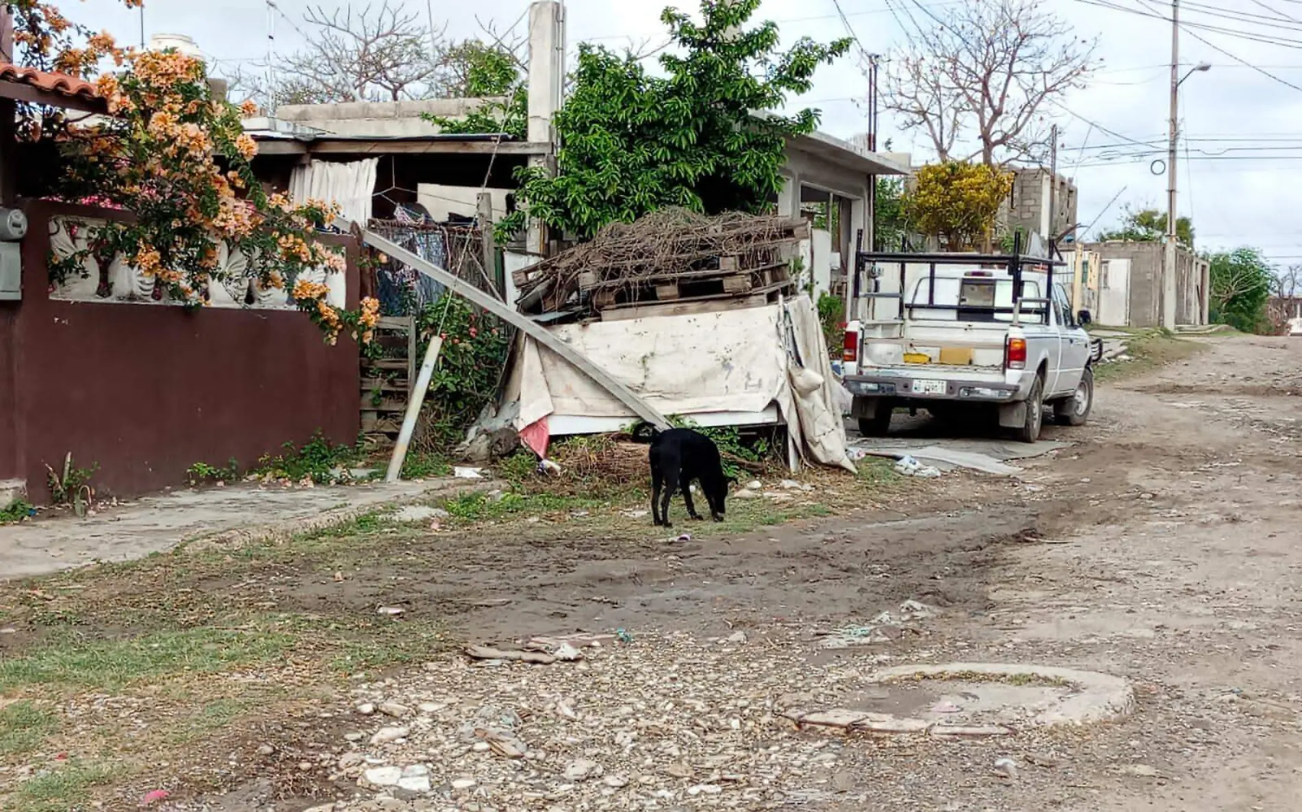 Alertan por enfermedad por moquillo en perros en Altamira 